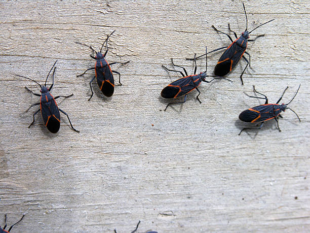 The image shows five boxelder bugs with black bodies and distinctive orange-red markings crawling on a light wooden surface.